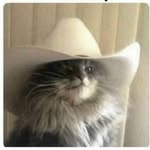 Paddy Shenanigans - @patty_shenanigans - Instagram