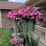 Patty Shupe - @padey59 - Instagram