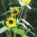 Patty Sikes - Facebook