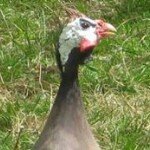 Patty Steele - @steelepatty - Instagram