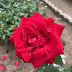 Patty Stephens - Facebook