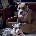 Patty Sylvester - @pitbullpattykennels - Instagram