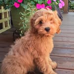 pattywhitney - @pattymwhitney - Instagram