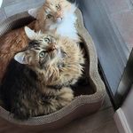 Patty Witte - @witte3681 - Instagram