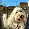 Patty Witte VandenHe - @guinness_the_dood - TikTok