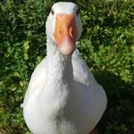 Paul Ackermann - @paul.ackm - Instagram