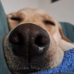 ❤️🐶 - @paula_creekhunter_22 - Instagram