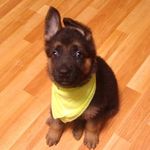 Paul 🐕 | Pastor Alemán - @paul.alemanpastor - Instagram
