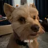 Paul Angle - @paulangle - TikTok