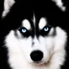 Paul ansley 9878 - @ansley262 - TikTok
