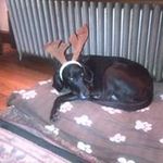 Paul Appel - @pwollyd - Instagram