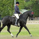 Paul Austin Equitation - @paul_austin_equitation - Instagram