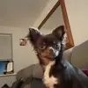 Paula Avis - @paula.avis - TikTok
