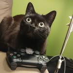 Paul Baumgart - @sir_pet_a_cat - Instagram