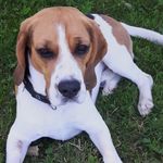 @beagle.paul.vom.sechtatal - Instagram