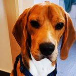 @beagle_paul - Instagram