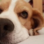 Beagle_Paul - @beagle_pauli - Instagram