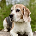 Beagle Paul - @the.beagle.paul - Instagram