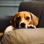 Paul 🐶 - @paul.der.beagle - Instagram