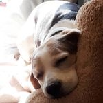 Paul 🐶💕 - @paul_the_beagle - Instagram