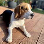 Paul 🐾❤️ - @paul_the_beagle_aus_dortmund - Instagram
