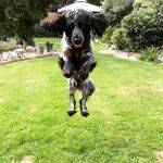 Paul Beagle - @mollythedetailingdog - Instagram