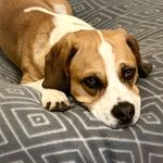 Paul Beagle - @paul.derbeagle - Instagram