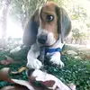 Paul 💛💙Beagle 🐶🐾 - @paulbeagle - TikTok