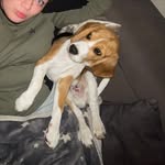Paul - @beagle_paulii - Instagram