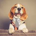 Paul der Beagle - @paul_der_beagle - Instagram