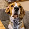 Paul der Beagle - @paul_der_beagle - TikTok