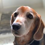 Paul McCartney - @paulbeagledog - Instagram