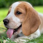 Paul - @paul.the.beagle - Instagram