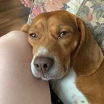 Paul the beagle - @apollo.joe - Instagram