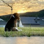 Paul The Beagle - @beaglepuppy_paul - Instagram