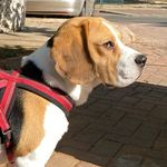 Paul the beagle ❤️🐶✨ - @paul_the.beagle - Instagram