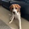 paul_thebeagle - @paul_thebeagle - TikTok