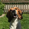 Pauli - @pauli.beagle - TikTok