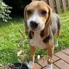 pauli.the.bee - @pauline.beagle - TikTok