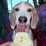 🐾Paulus🐾 - @paulusthebeagle - Instagram