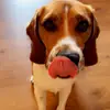 pαuli - @beagle.pauli - TikTok