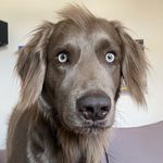 Paul Behrendt - @weimaraner.paul - Instagram