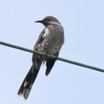 Paul Bergin - @birdy_birdy_gum_nut - Instagram
