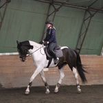 Paulina Bergström 💖🐴 - @paulinabergstrom.h - Instagram