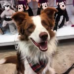 Paul McCartney - @paulbordercollie - Instagram