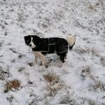 Paul _Bordercollier - @paul_bordercollier - Instagram