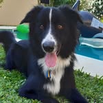 Paul - @paul_border_collie - Instagram