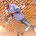 P Nkhoma Bonwell - Facebook