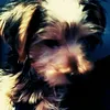 paulbown - @badbear03 - TikTok