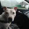 Paul Bracewell - @paul.bracewell5 - TikTok